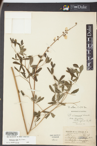 Baptisia alba image