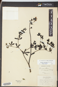 Baptisia australis image