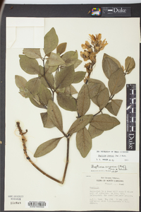 Baptisia cinerea image