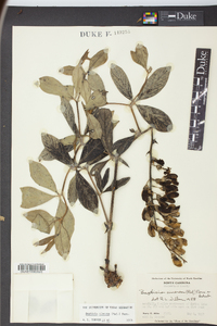 Baptisia cinerea image