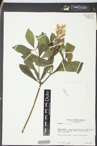 Baptisia cinerea image