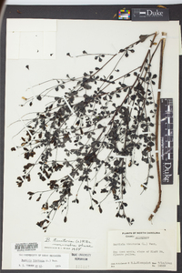 Baptisia tinctoria image