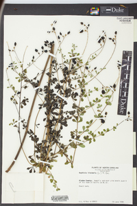 Baptisia tinctoria image