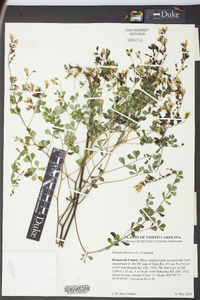 Baptisia tinctoria image