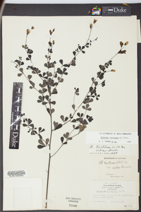 Baptisia tinctoria image