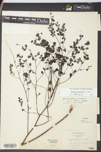 Baptisia tinctoria image