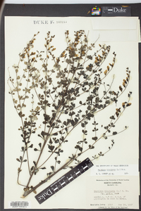 Baptisia tinctoria image