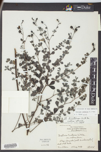 Baptisia tinctoria image