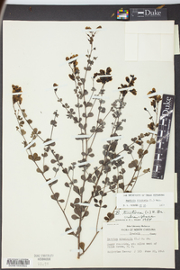 Baptisia tinctoria image