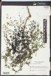 Baptisia tinctoria image