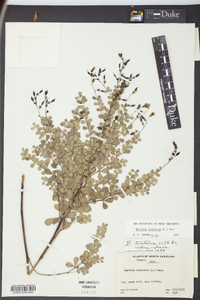 Baptisia tinctoria image