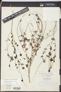 Baptisia tinctoria image