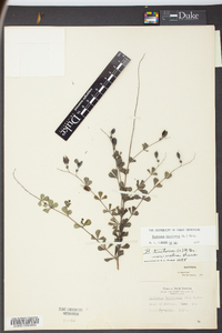 Baptisia tinctoria image