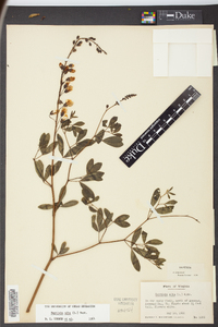 Baptisia alba image