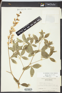 Baptisia alba image