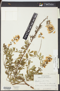 Baptisia alba image