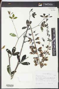 Baptisia alba image