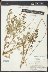 Baptisia alba image