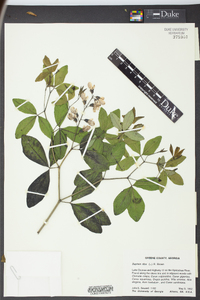 Baptisia alba image