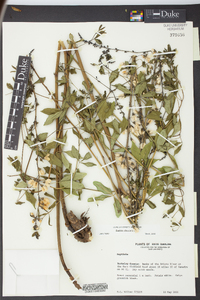 Baptisia albescens image