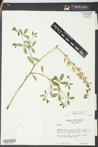 Baptisia albescens image