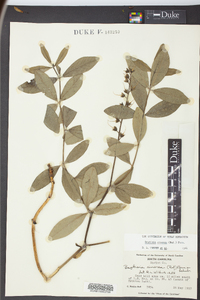 Baptisia cinerea image