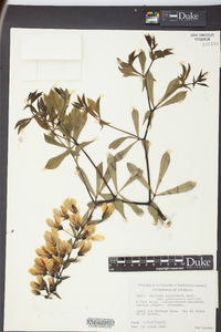 Baptisia bracteata image