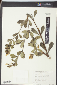 Baptisia nuttalliana image