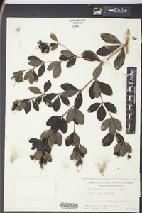 Baptisia nuttalliana image