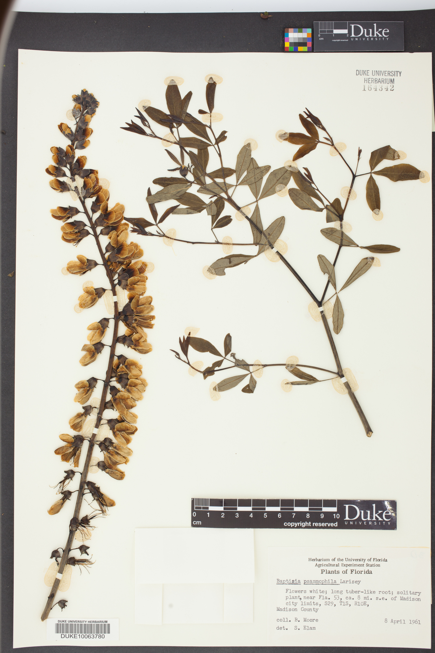 Baptisia psammophila image