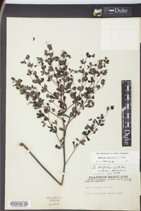 Baptisia tinctoria image