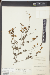 Baptisia tinctoria image