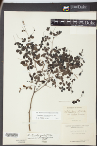 Baptisia tinctoria image