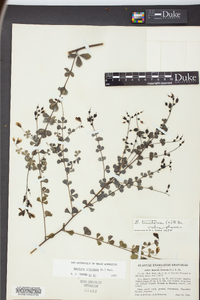 Baptisia tinctoria image