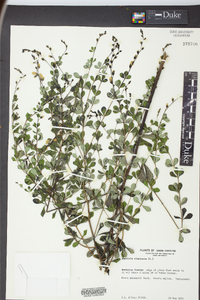 Baptisia tinctoria image