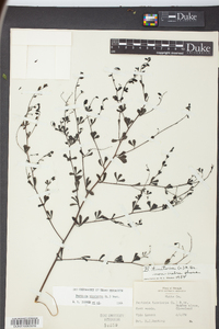 Baptisia tinctoria image