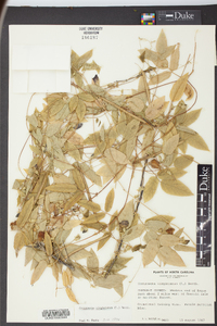 Centrosema virginianum image