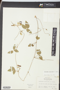 Centrosema virginianum image