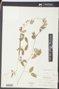 Centrosema virginianum image