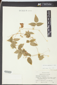 Centrosema virginianum image