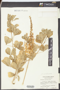 Crotalaria pallida image