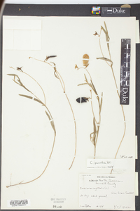 Crotalaria purshii image