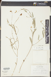 Crotalaria purshii image