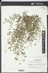 Crotalaria rotundifolia image