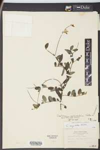 Crotalaria rotundifolia image