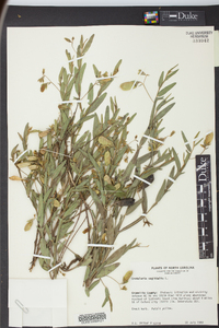 Crotalaria sagittalis image