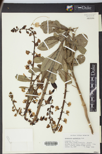 Crotalaria spectabilis image