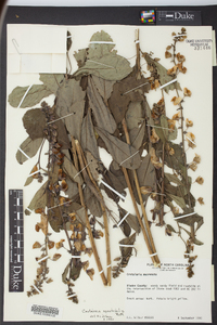 Crotalaria spectabilis image