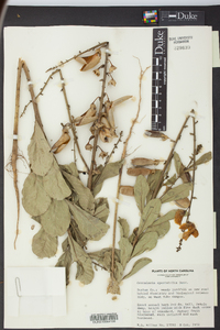 Crotalaria spectabilis image