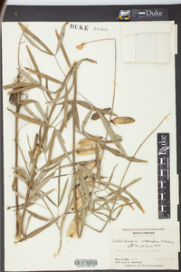 Crotalaria intermedia image